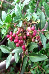 Balen Menengiç (Bıttım-Çitlenbik) Yağı Soğuk Pres 20 ml thumbnail 2