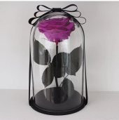 Cam Fanusta Violent Mor Solmayan Gül - 1