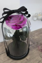 Cam Fanusta Violent Mor Solmayan Gül - 2