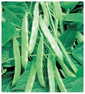 Ferasetsiz Sırık Fasulye Tohumu - 2 kg - 1