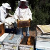 Karakovan Balı Sivas Kangal Yöresi 1400 Gr Doğal Bal thumbnail 4