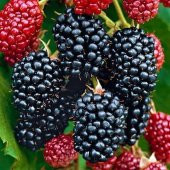 Thornfree Tatlı Dikensiz Böğürtlen, İTHAL, Torbada - 1