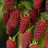 Tayberry İTHAL Kırmızı Böğürtlen Fidanı, Torbada - 1