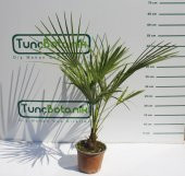 TÜYLÜ PALMİYE FİDANI 30-40 cm / Chamaerops Excelsa thumbnail 2