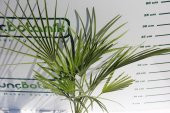 TÜYLÜ PALMİYE FİDANI 30-40 cm / Chamaerops Excelsa thumbnail 4