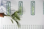 TÜYLÜ PALMİYE FİDANI 30-40 cm / Chamaerops Excelsa thumbnail 6