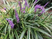 ÇİM ZAMBAĞI 3 ADET Liriope Muscari Variegata - 1