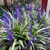 ÇİM ZAMBAĞI 3 ADET Liriope Muscari Variegata - 2
