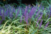 ÇİM ZAMBAĞI 3 ADET Liriope Muscari Variegata - 3