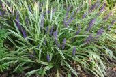 ÇİM ZAMBAĞI 3 ADET Liriope Muscari Variegata - 5