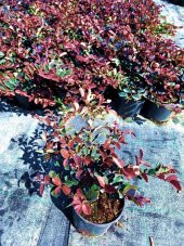 LOROPETALUM - PEMBE RÜYA ÇİÇEĞİ 3 ADET - 2