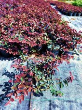 LOROPETALUM - PEMBE RÜYA ÇİÇEĞİ 3 ADET - 3