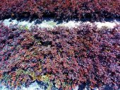 LOROPETALUM - PEMBE RÜYA ÇİÇEĞİ 3 ADET - 4