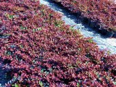 LOROPETALUM - PEMBE RÜYA ÇİÇEĞİ 3 ADET - 6
