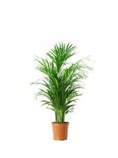 AREKA PALMİYESİ 3 ADET - HEDİYELİK SALON BİTKİSİ - 1