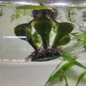 TLS Su Üstü Nülifer Yapay Akvaryum Bitkisi - Çiçeksiz - 2