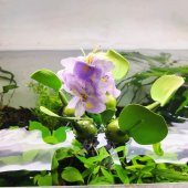 TLS Su Üstü Nülifer Yapay Akvaryum Bitkisi - Çiçekli - 2