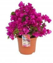 UZAY BAHCESİ BODUR BEGONVİL FİDANİ - 1