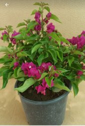 UZAY BAHCESİ BODUR BEGONVİL FİDANİ - 2