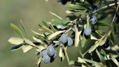 TRİLYE (GEMLİK) ZEYTİN FİDANI 3 ADET - 1