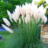 PAMPAS OTU - SAZ PÜSKÜLÜ 20 ADET - 1