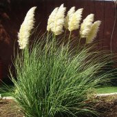PAMPAS OTU - SAZ PÜSKÜLÜ 20 ADET - 3