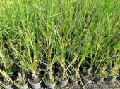 PAMPAS OTU - SAZ PÜSKÜLÜ 20 ADET - 5