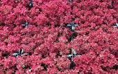 ÇİNGENE ŞALVARI 10 ADET - PEMBE SÜS BİTKİSİ - İresine Herbstii - 2