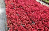 ÇİNGENE ŞALVARI 10 ADET - PEMBE SÜS BİTKİSİ - İresine Herbstii - 3