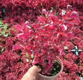 ÇİNGENE ŞALVARI 10 ADET - PEMBE SÜS BİTKİSİ - İresine Herbstii - 4