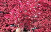 ÇİNGENE ŞALVARI 10 ADET - PEMBE SÜS BİTKİSİ - İresine Herbstii - 5