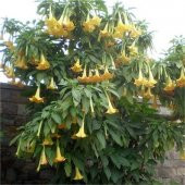Brugmansia arborea Datura Sarı Melek borusu borazanı fidanı 20-40 cm - 1
