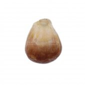Kavurga Mısır 1 KG - 2