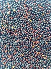 Rapiska (Yabani Şalgam) Tohumu 250 gr - 1