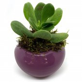 Oval P.Moru Saksıda Sukulent Kaktüs Para Çiçeği - 1