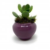 Oval P.Moru Saksıda Sukulent Kaktüs Para Çiçeği - 2