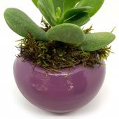 Oval P.Moru Saksıda Sukulent Kaktüs Para Çiçeği - 5