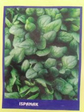 Ispanak Sebze Tohumu 50 gr - 1