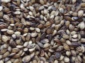 KARPUZ ÇEKİRDEK 1 KG - 1