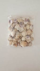 Küçük Deniz Kabuğu 500 gr. - 3