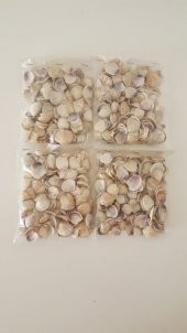 Küçük Deniz Kabuğu 500 gr. - 4