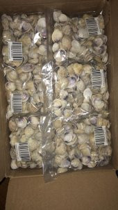 Küçük Deniz Kabuğu 500 gr. - 5