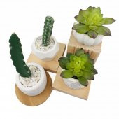4lü Beton Saksıda Kaktüs ve Sukulent Seti - 1