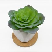 4lü Beton Saksıda Kaktüs ve Sukulent Seti - 6