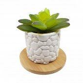 4lü Beton Saksıda Kaktüs ve Sukulent Seti - 7