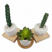 3lü Beton Saksıda Kaktüs ve Sukulent Seti (2adet kaktüs+1adet sukulent) - 1