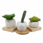 3lü Beton Saksıda Kaktüs ve Sukulent Seti (2adet kaktüs+1adet sukulent) - 3