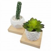 3lü Beton Saksıda Kaktüs ve Sukulent Seti (2adet kaktüs+1adet sukulent) - 4