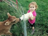 Buzağı Biberon Dana Süt Biberonu 2.5 Litre 2 Adet Büyükbaş İnek Sığır Yavrusu İçin - 6