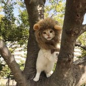 Kedi Aslan Yelesi Peruk - 1